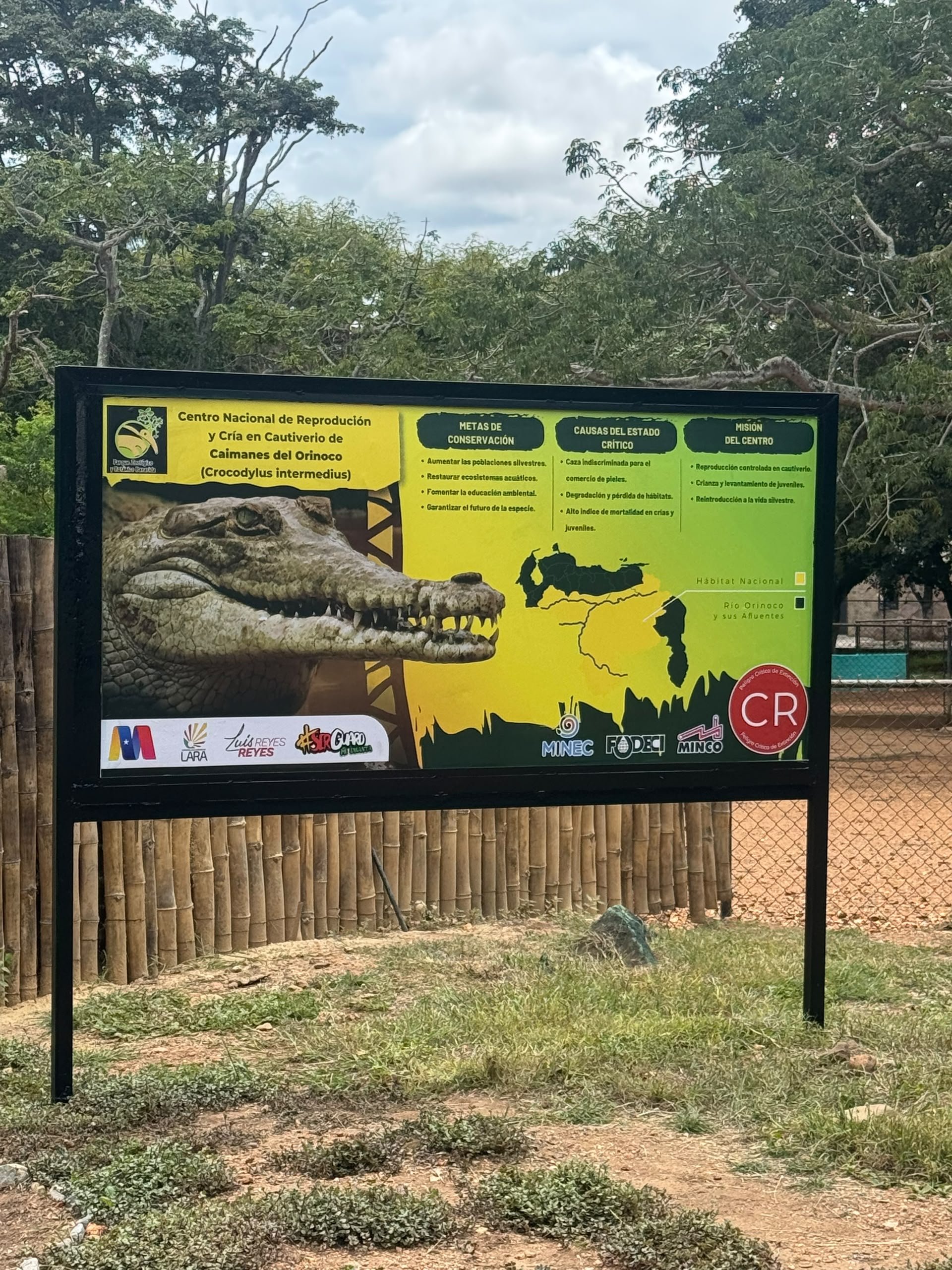 En Barquisimeto el Parque Zoológico Botánico Bararidas fueron incorporados cincuenta ejemplares del Caimán del Orinoco